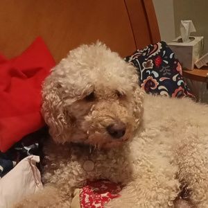 Meet your Posher, Rach